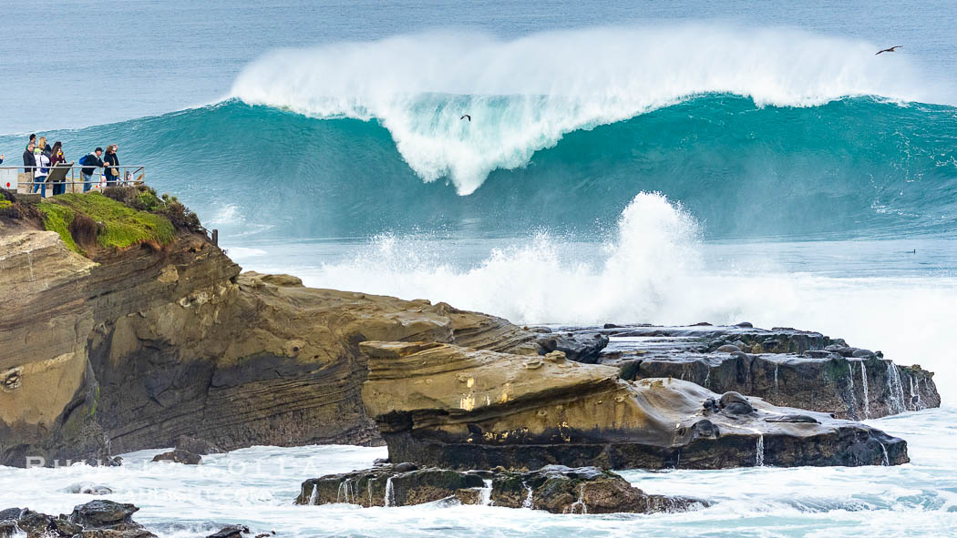 La Jolla Cove Big Surf, Saturday January 14 2023. California, USA, natural history stock photograph, photo id 38901