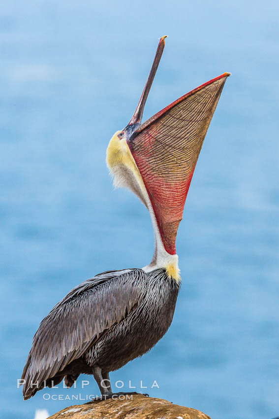 Brown pelican head throw. During a bill throw, the pelican arches its neck back, lifting its large bill upward and stretching its throat pouch. La Jolla, California, USA, Pelecanus occidentalis, Pelecanus occidentalis californicus, natural history stock photograph, photo id 28012