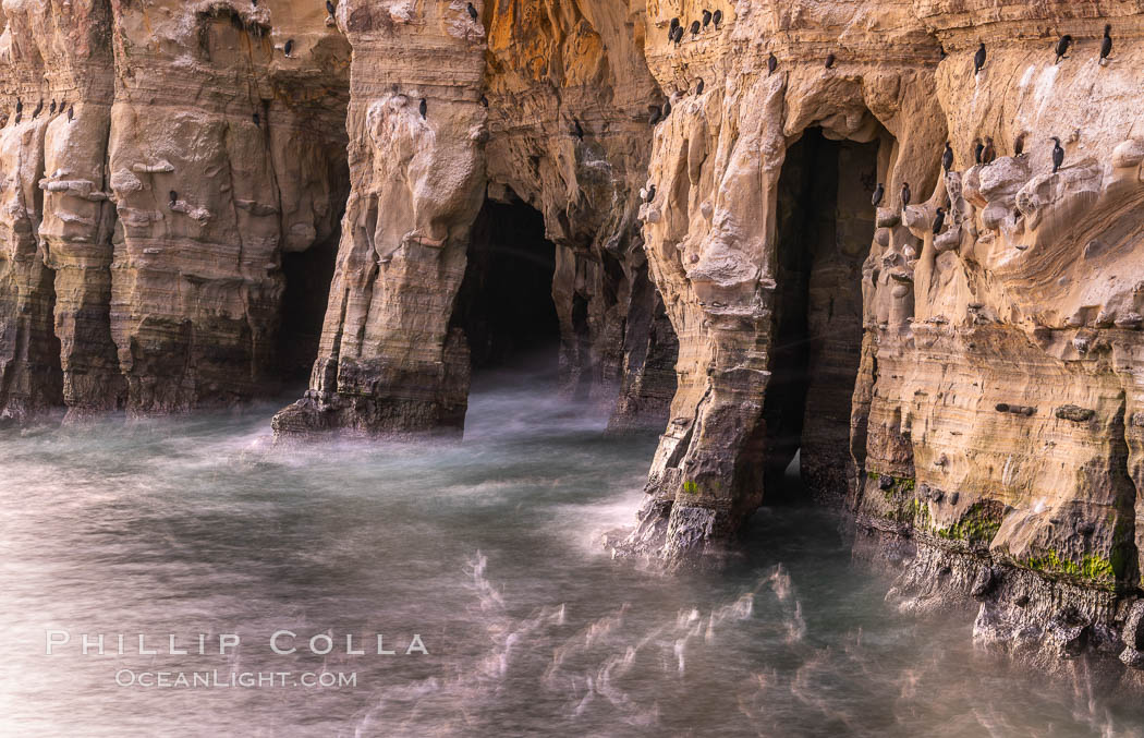 Sea Caves, the famous La Jolla sea caves lie below tall cliffs at Goldfish Point.  Sunny Jim Cave. Sunrise. Sea gulls floating in the water blur in this time exposure. Cormorants rest on jagged edges of the cliffs. California, USA, natural history stock photograph, photo id 37470