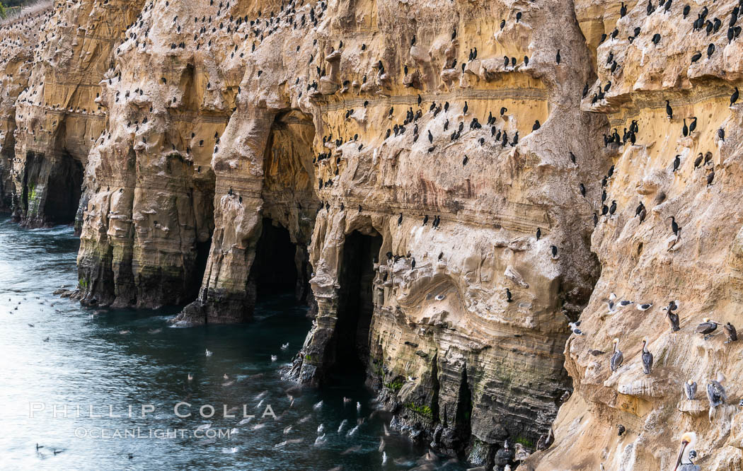 Cormorants resting on sea cliffs above sea caves, the famous La Jolla sea caves lie below tall cliffs at Goldfish Point.  Sunny Jim Cave. Sunrise. California, USA, natural history stock photograph, photo id 37472