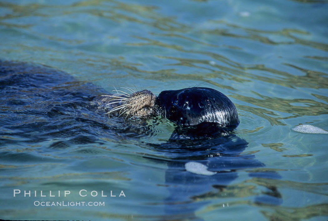 A mother Pacific harbor seal and her newborn pup swim in the protected waters of Childrens Pool in La Jolla, California.  This group of harbor seals, which has formed a breeding colony at a small but popular beach near San Diego, is at the center of considerable controversy.  While harbor seals are protected from harassment by the Marine Mammal Protection Act and other legislation, local interests would like to see the seals leave so that people can resume using the beach. USA, Phoca vitulina richardsi, natural history stock photograph, photo id 03236