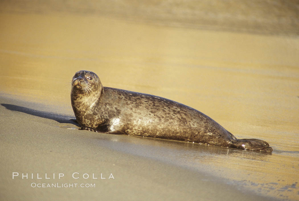 A Pacific harbor seal hauls out on a sandy beach.  This group of harbor seals, which has formed a breeding colony at a small but popular beach near San Diego, is at the center of considerable controversy.  While harbor seals are protected from harassment by the Marine Mammal Protection Act and other legislation, local interests would like to see the seals leave so that people can resume using the beach. La Jolla, California, USA, Phoca vitulina richardsi, natural history stock photograph, photo id 10429