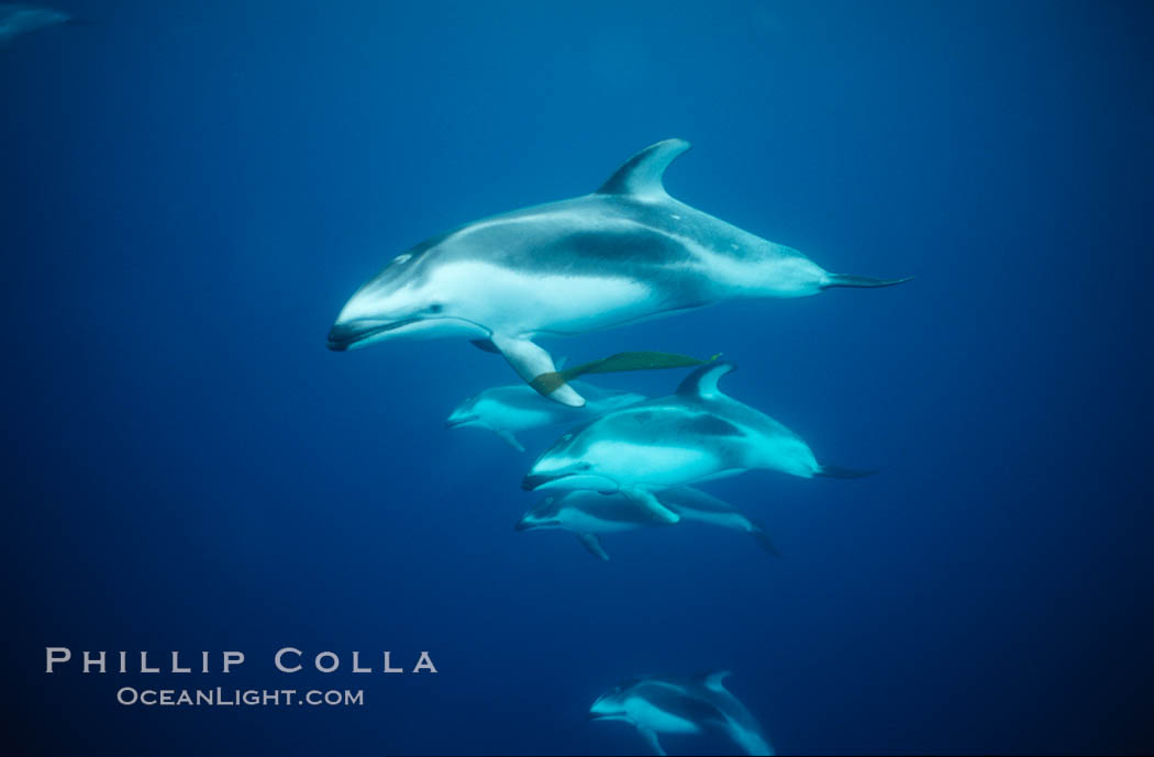 Pacific white sided dolphin, carrying drift kelp. San Diego, California, USA, Lagenorhynchus obliquidens, natural history stock photograph, photo id 00046