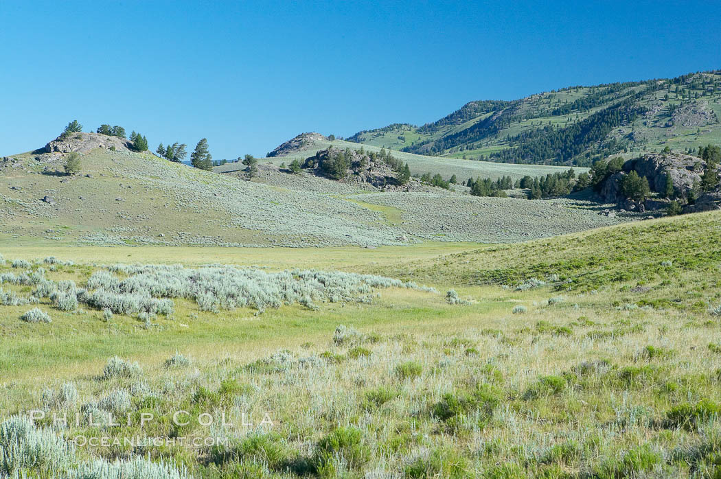Lamar Valley, summer. The Lamar Valleys rolling hills are home to many large mammals and are often called Americas Serengeti. Yellowstone National Park, Wyoming, USA, natural history stock photograph, photo id 13657