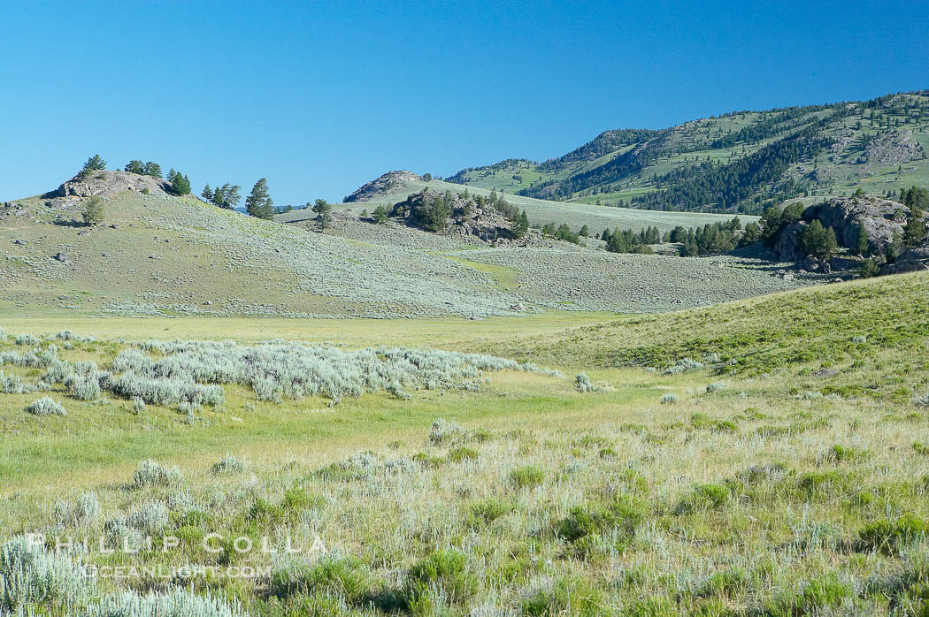 Lamar Valley, summer. The Lamar Valleys rolling hills are home to many large mammals and are often called Americas Serengeti., natural history stock photograph, photo id 13657