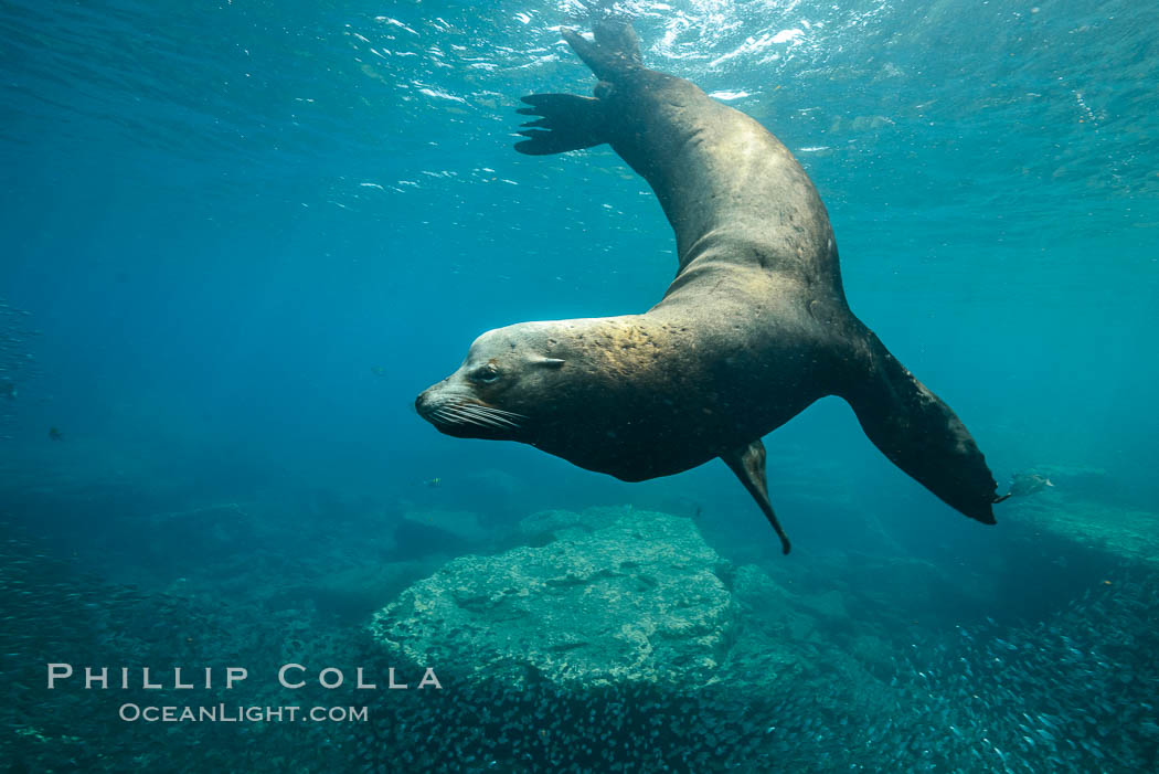 Large adult male sea lion underwater, Zalophus californianus, Sea of Cortez