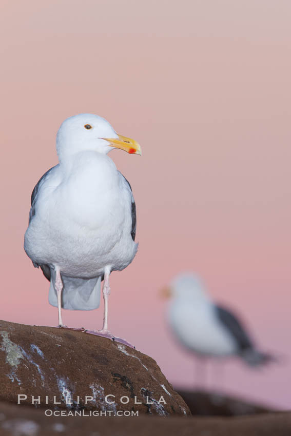 Western gull, pre-sunrise. La Jolla, California, USA, Larus occidentalis, natural history stock photograph, photo id 26293