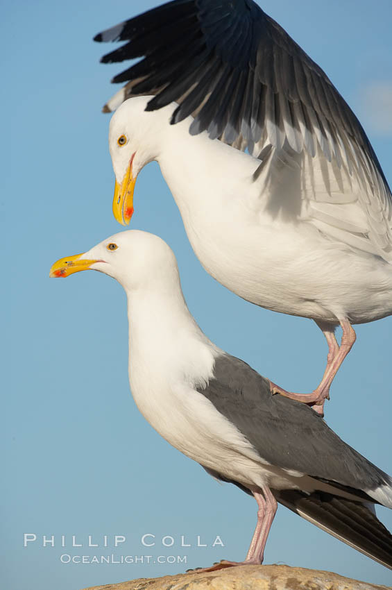 Western gulls, courtship behaviour. La Jolla, California, USA, Larus occidentalis, natural history stock photograph, photo id 18398