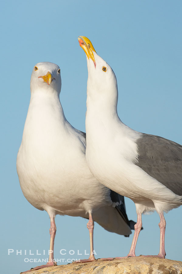 Western gulls, courtship behaviour., Larus occidentalis, natural history stock photograph, photo id 18406