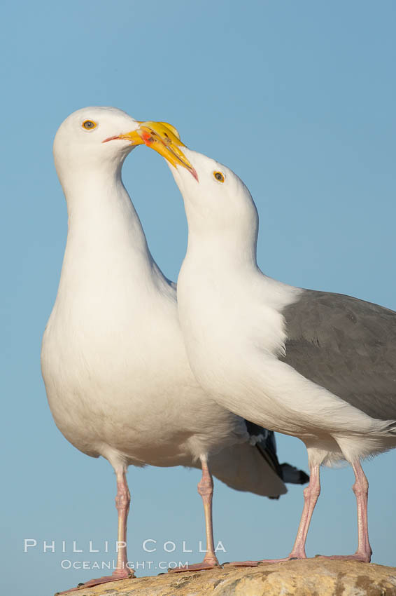 Western gulls, courtship behaviour. La Jolla, California, USA, Larus occidentalis, natural history stock photograph, photo id 18414