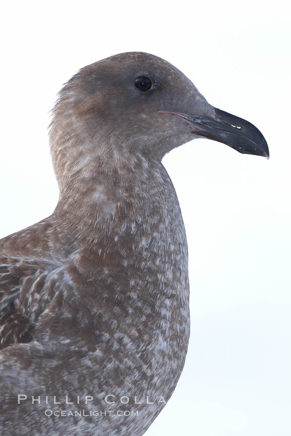 Western gull, juvenile. San Diego, California, USA, Larus occidentalis, natural history stock photograph, photo id 21452