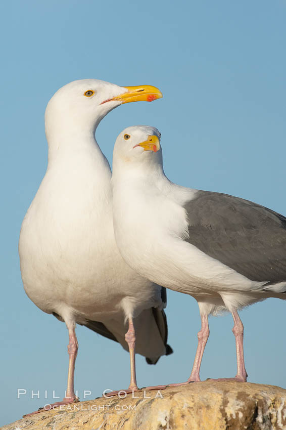 Western gulls, courtship behaviour. La Jolla, California, USA, Larus occidentalis, natural history stock photograph, photo id 18411