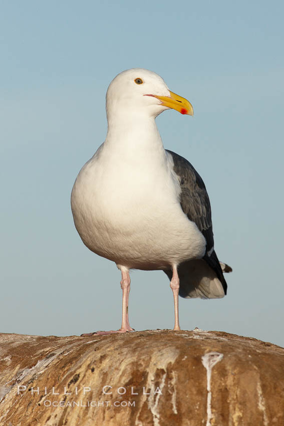 Western gull., Larus occidentalis, natural history stock photograph, photo id 22283