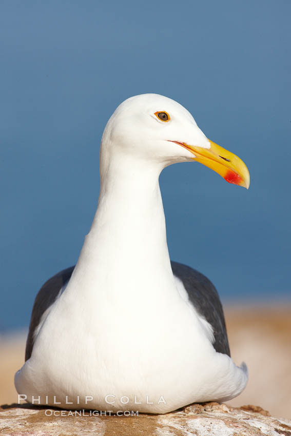 Western gull portrait., Larus occidentalis, natural history stock photograph, photo id 22543