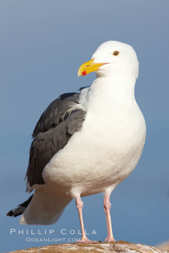 Western gull portrait., Larus occidentalis, natural history stock photograph, photo id 22541