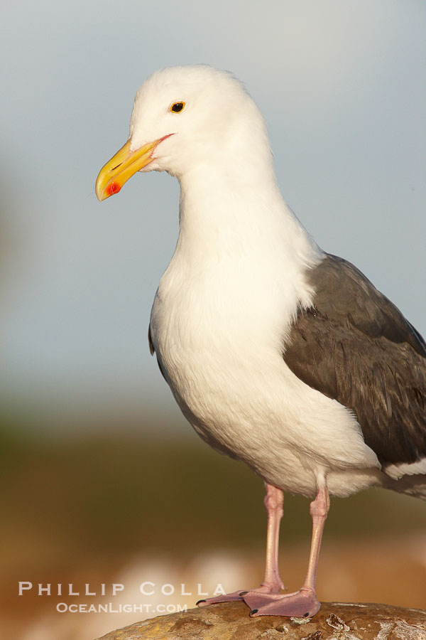 Western gull., Larus occidentalis, natural history stock photograph, photo id 22577