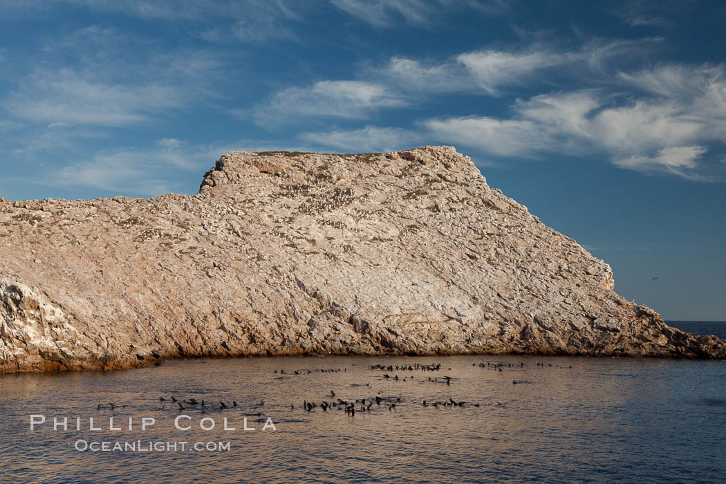 Las Animas island, large bachelor colony of male adult California sea lions in foreground, near La Paz, Sea of Cortez, Baja California, Mexico., natural history stock photograph, photo id 27587