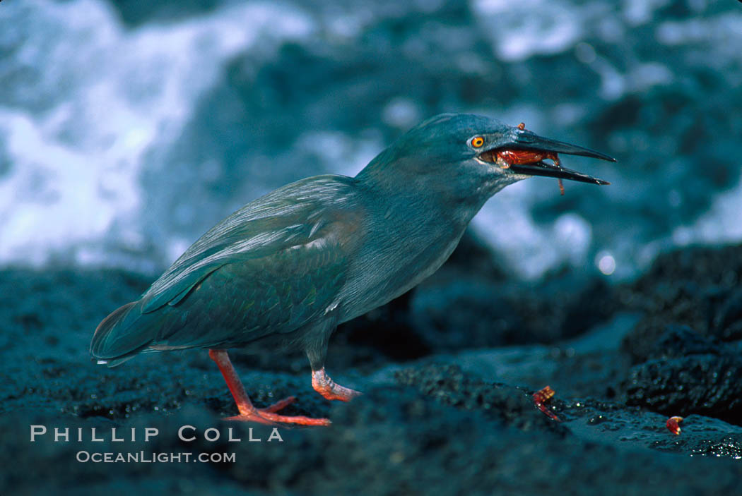 Lava heron captures Sally lightfoot crab at oceans edge. Galapagos Islands, Ecuador, Butorides sundevalli, natural history stock photograph, photo id 02276