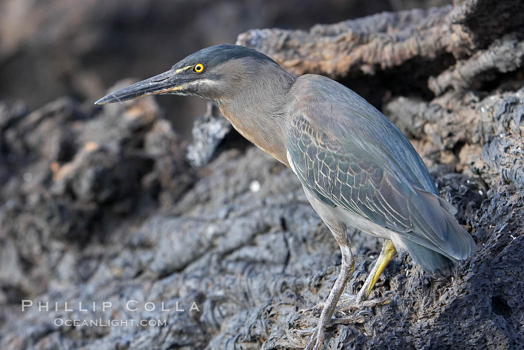 Lava heron on volcanic rocks at the oceans edge, Punta Albemarle. Isabella Island, Galapagos Islands, Ecuador, Butorides sundevalli, natural history stock photograph, photo id 16586