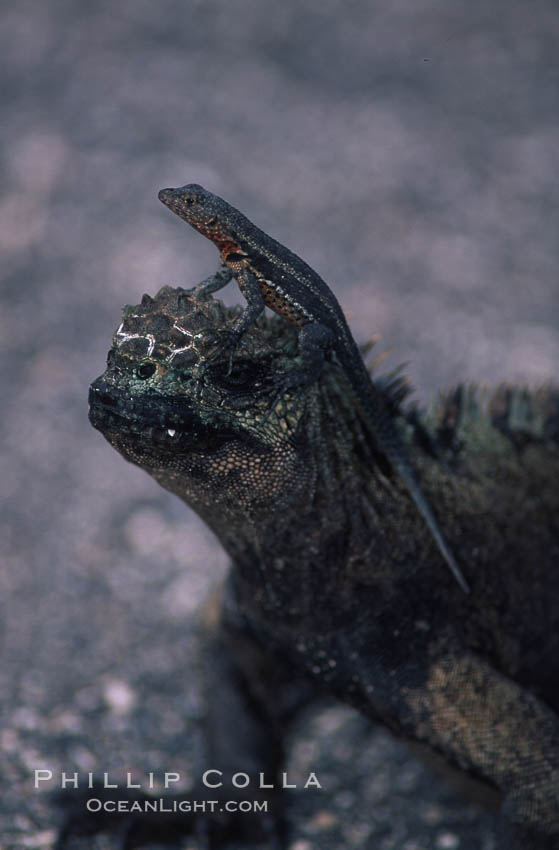 Lava lizard perched on marine iguana, Punta Espinosa. Fernandina Island, Galapagos Islands, Ecuador, Amblyrhynchus cristatus, Tropidurus, natural history stock photograph, photo id 05694