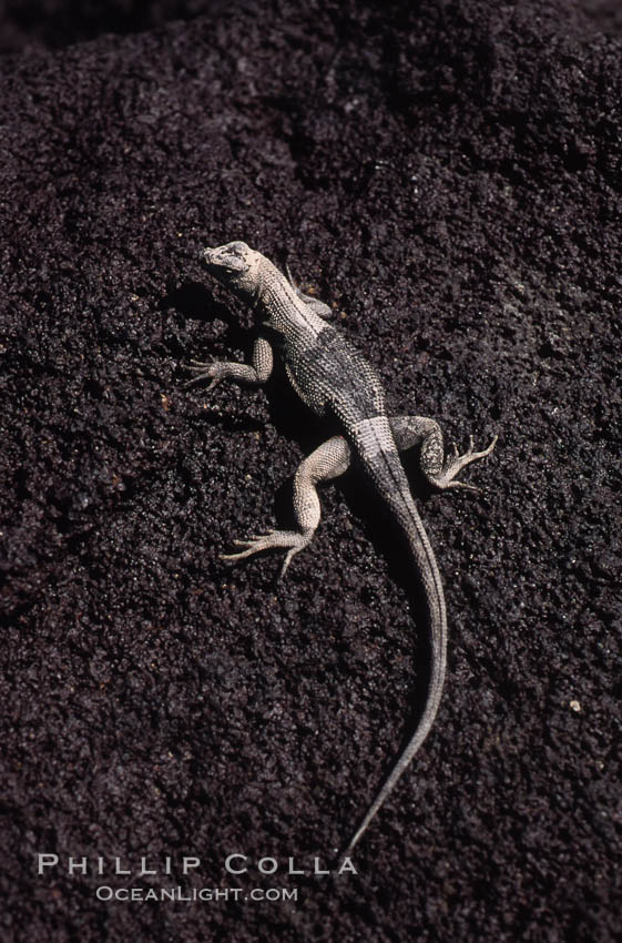 Lava lizard, Punta Espinosa. Fernandina Island, Galapagos Islands, Ecuador, Tropidurus, natural history stock photograph, photo id 01749