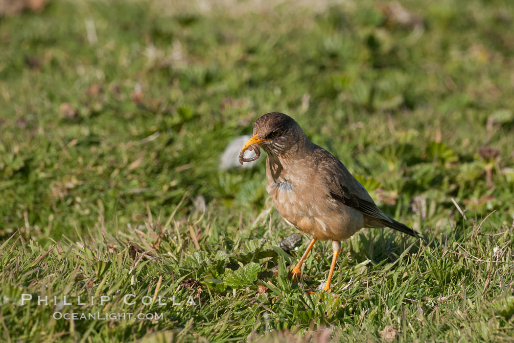 LBB (little brown bird), unidentified, eating some kind of worm. Carcass Island, Falkland Islands, United Kingdom, natural history stock photograph, photo id 24029