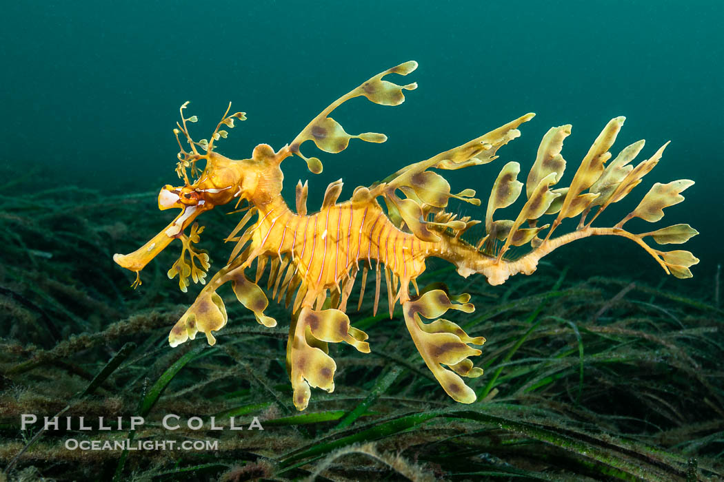 The leafy seadragon (Phycodurus eques) is found on the southern and western coasts of Australia.  Its extravagent appendages serve only for camoflage, since it has a nearly-invisible dorsal fin that propels it slowly through the water. The leafy sea dragon is the marine emblem of South Australia. Rapid Bay Jetty, Phycodurus eques, natural history stock photograph, photo id 39136