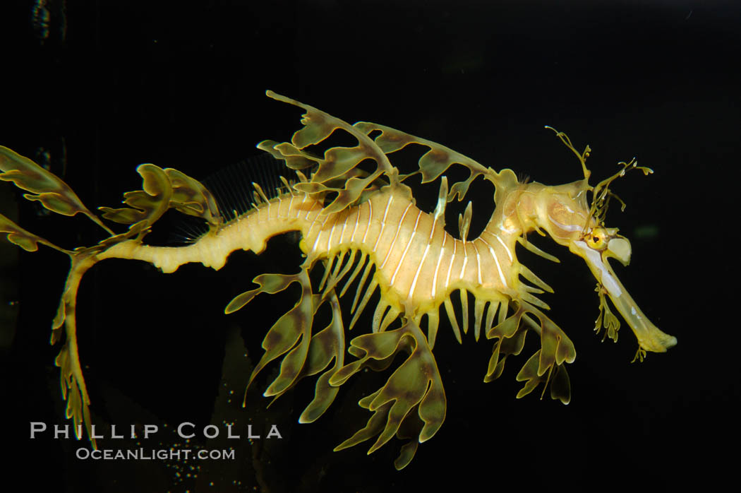 Leafy Seadragon, Phycodurus eques