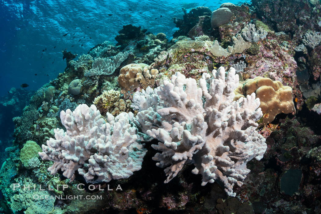 Leather coral, Sinularia sp., Fiji. Vatu I Ra Passage, Bligh Waters, Viti Levu  Island, Sinularia, natural history stock photograph, photo id 31488