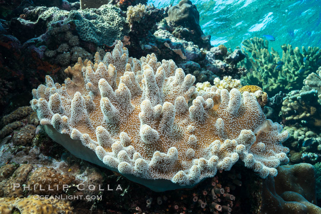 Leather coral, Sinularia sp., Fiji., Sinularia, natural history stock photograph, photo id 31600