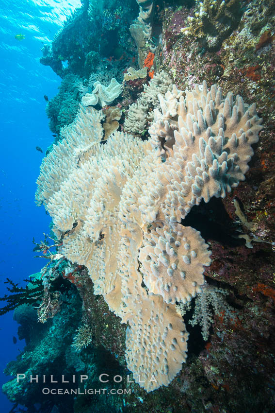 Leather coral, Sinularia sp., Fiji. Vatu I Ra Passage, Bligh Waters, Viti Levu  Island, Sinularia, natural history stock photograph, photo id 31359