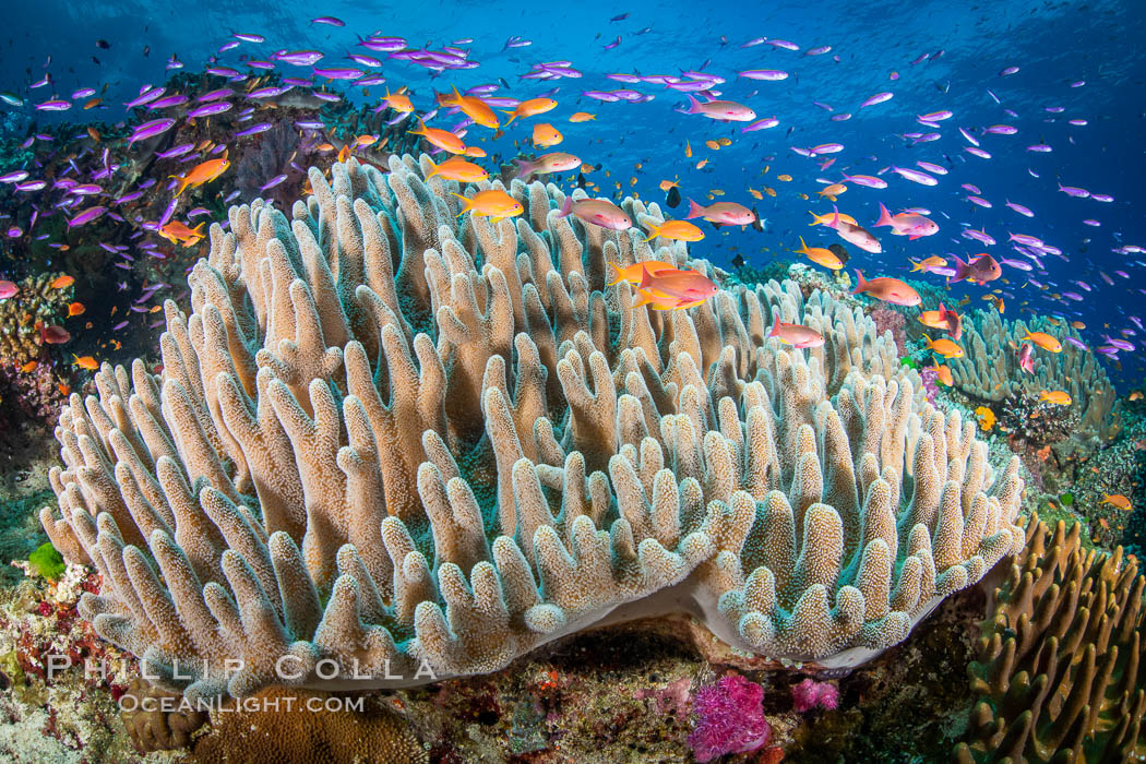 Leather coral, Sinularia sp., Fiji. Vatu I Ra Passage, Bligh Waters, Viti Levu Island, Sinularia, natural history stock photograph, photo id 34711