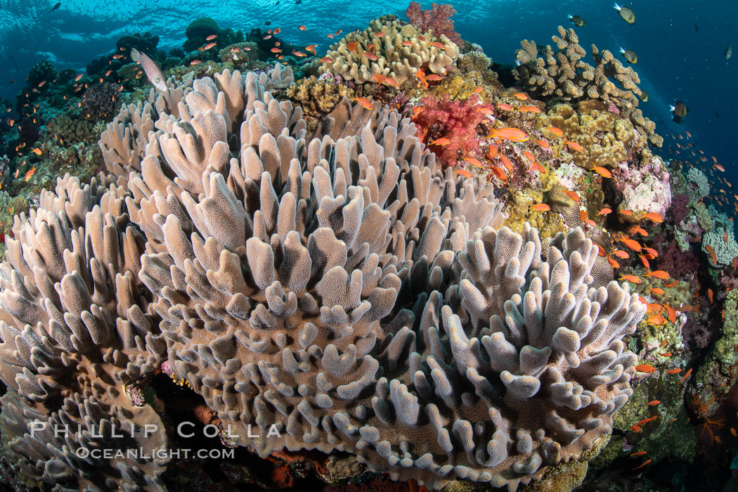 Leather coral, Sinularia sp., Fiji. Vatu I Ra Passage, Bligh Waters, Viti Levu Island, Sinularia, natural history stock photograph, photo id 35031