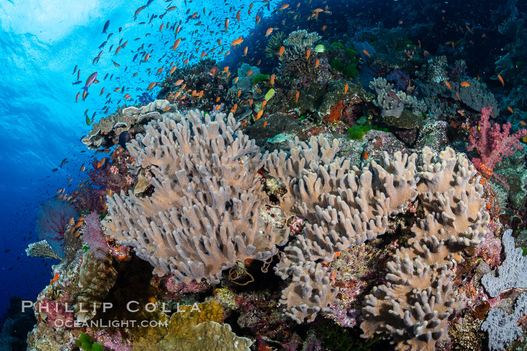 Leather coral, Sinularia sp., Fiji. Bligh Waters, Sinularia, natural history stock photograph, photo id 34965