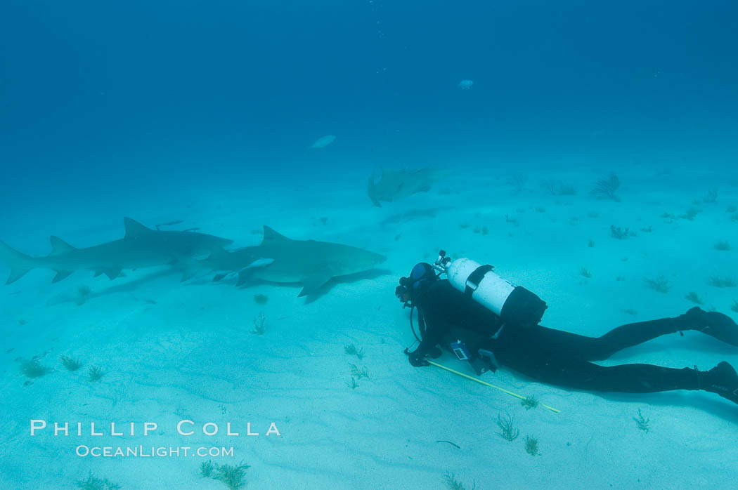 Lemon shark and photographer Bruce Watkins. Bahamas, Negaprion brevirostris, natural history stock photograph, photo id 10794