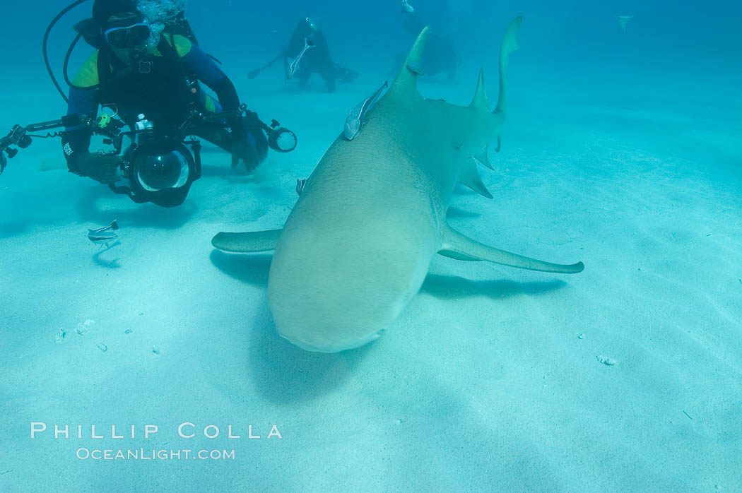 Lemon shark and photographer Jim Abernethy. Bahamas, Negaprion brevirostris, natural history stock photograph, photo id 10806