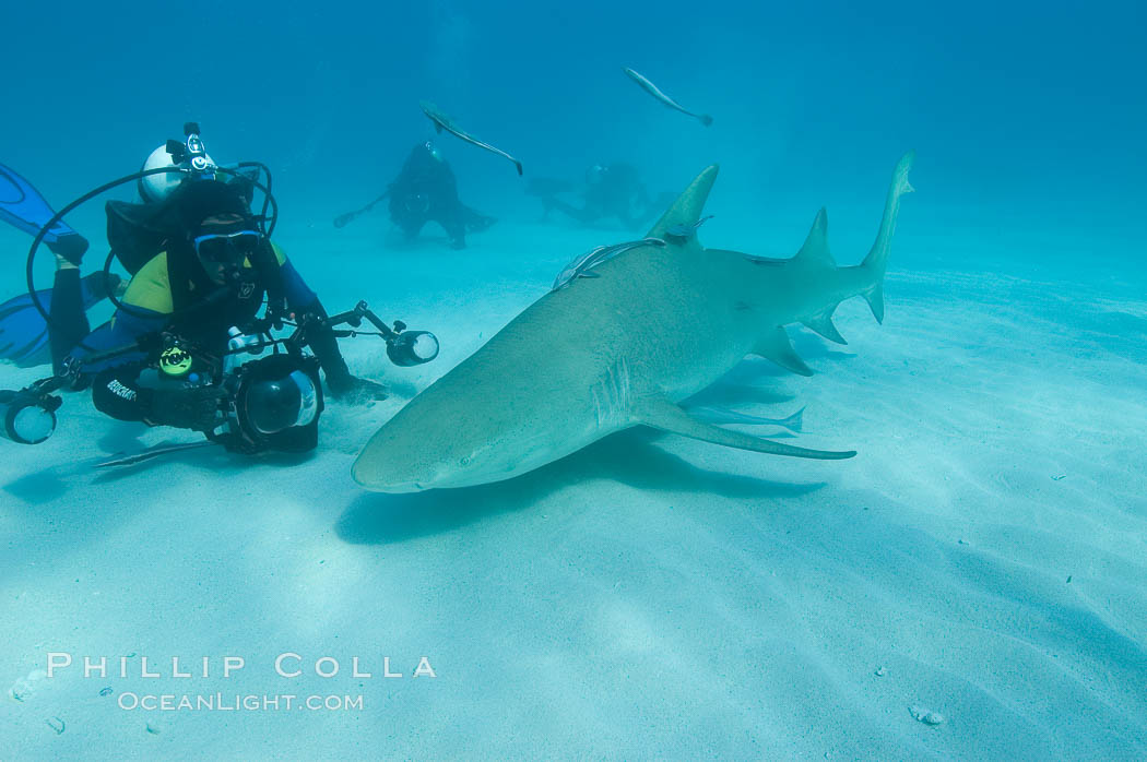 Lemon shark and photographer Jim Abernethy. Bahamas, Negaprion brevirostris, natural history stock photograph, photo id 10760