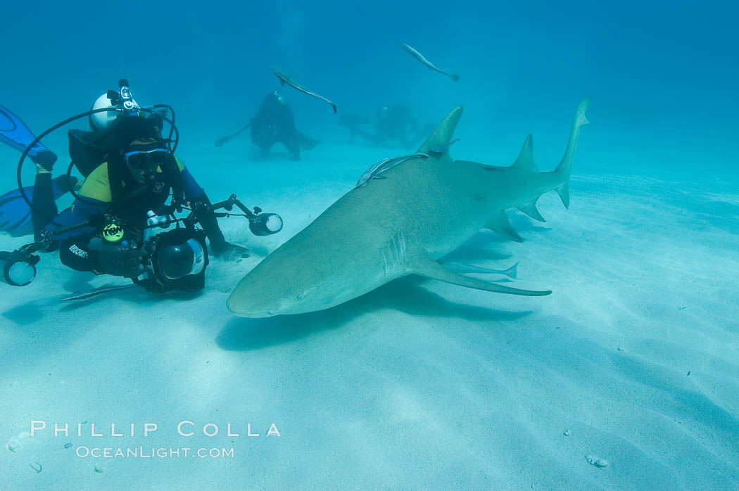 Lemon shark and photographer Jim Abernethy, Negaprion brevirostris