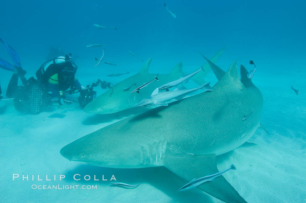 Lemon shark and photographer Jim Abernethy. Bahamas, Negaprion brevirostris, natural history stock photograph, photo id 10783