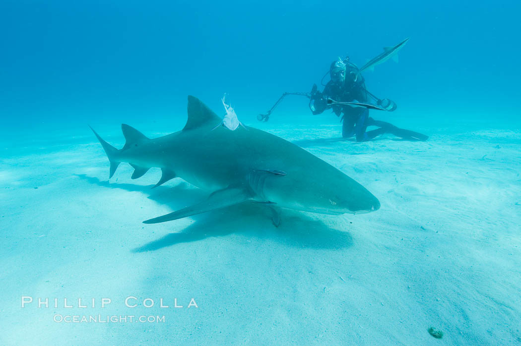 Lemon shark and photographer Ken Howard. Bahamas, Negaprion brevirostris, natural history stock photograph, photo id 10773