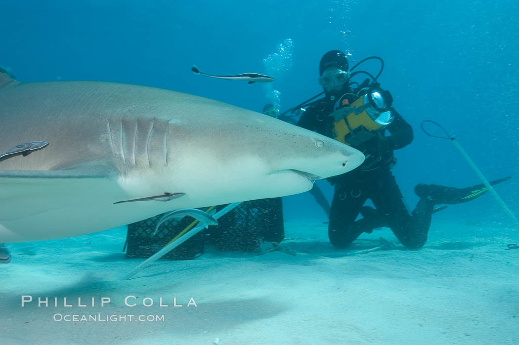 Lemon shark investigates a box of bait tended by a videographer. Bahamas, Negaprion brevirostris, natural history stock photograph, photo id 10801