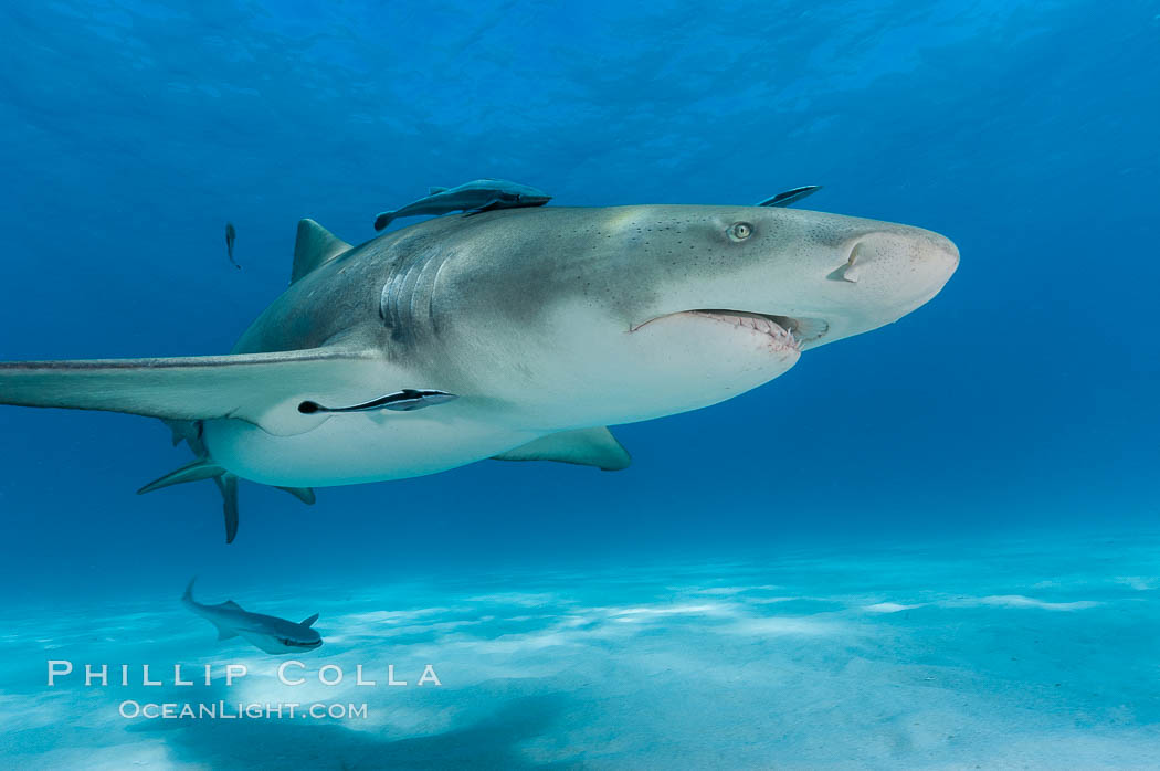 Lemon shark with live sharksuckers, Negaprion brevirostris, Echeneis naucrates