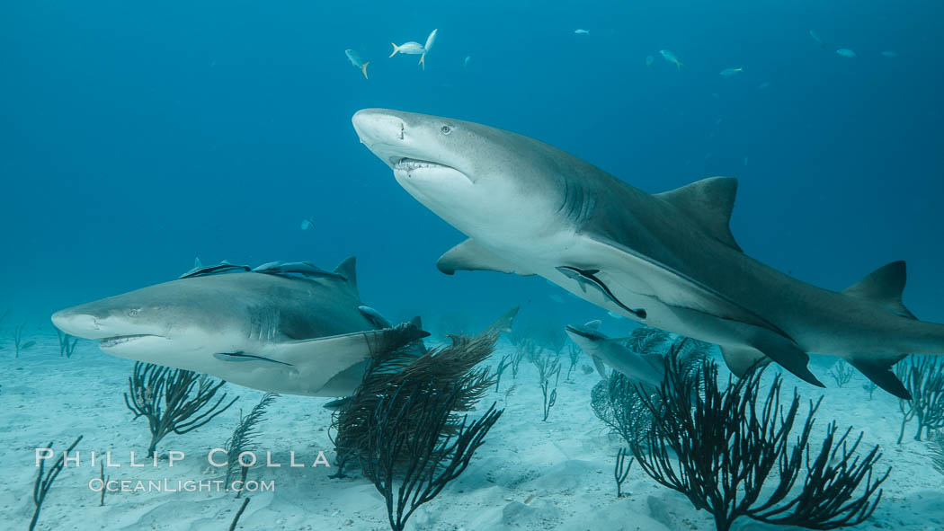 Lemon shark. Bahamas, Negaprion brevirostris, natural history stock photograph, photo id 32018