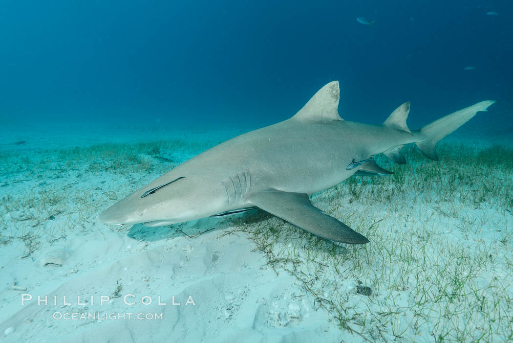 Lemon shark. Bahamas, Negaprion brevirostris, natural history stock photograph, photo id 32026