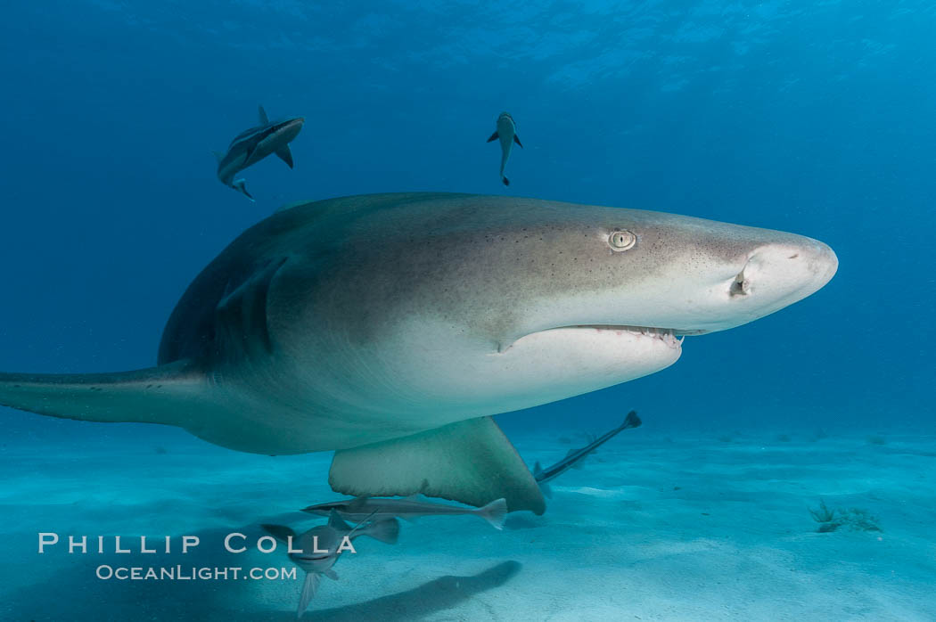 Lemon shark. Bahamas, Negaprion brevirostris, natural history stock photograph, photo id 10770