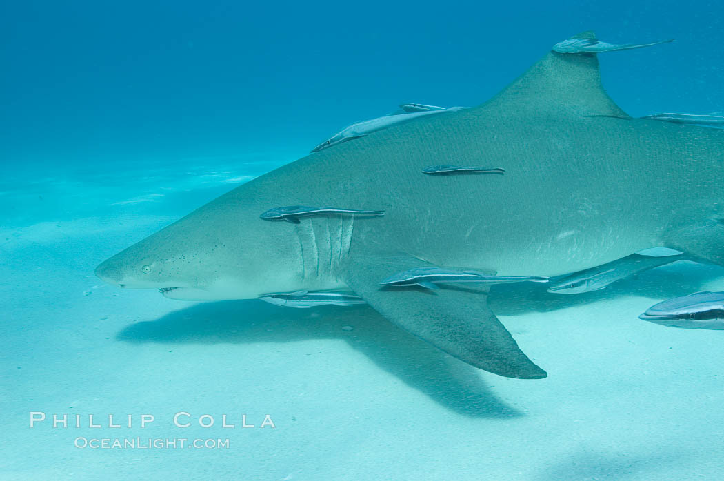 Lemon shark with live sharksuckers. Bahamas, Echeneis naucrates, Negaprion brevirostris, natural history stock photograph, photo id 10786