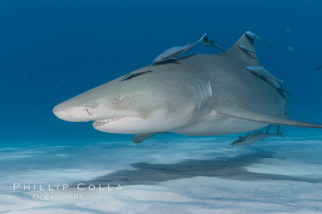 Lemon shark with live sharksuckers. Bahamas, Echeneis naucrates, Negaprion brevirostris, natural history stock photograph, photo id 10764