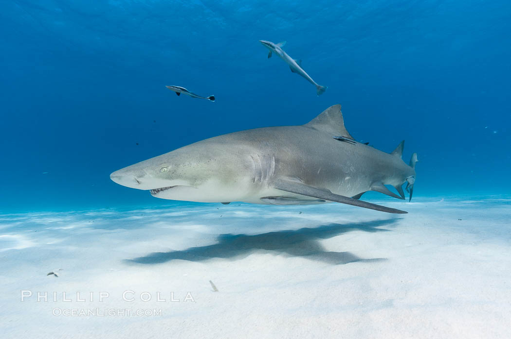 Lemon shark. Bahamas, Negaprion brevirostris, natural history stock photograph, photo id 10787