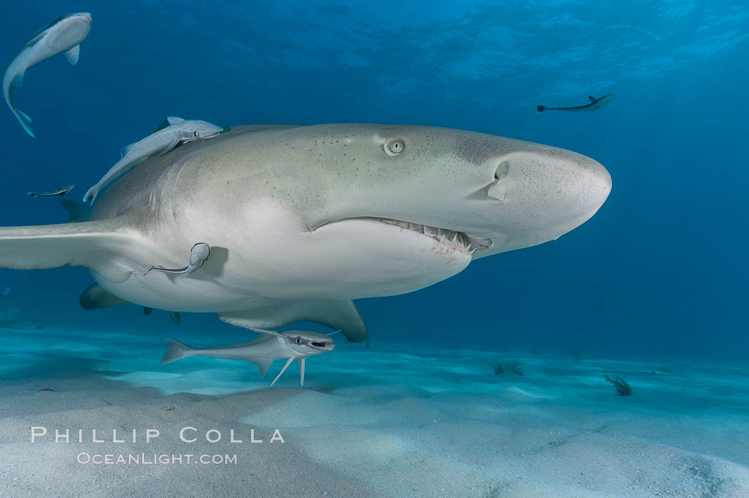 Lemon shark with live sharksuckers. Bahamas, Echeneis naucrates, Negaprion brevirostris, natural history stock photograph, photo id 10765