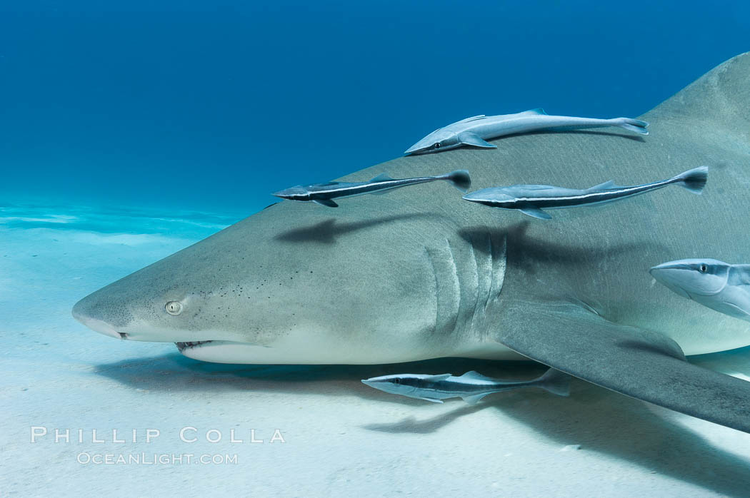 Lemon shark with live sharksuckers. Bahamas, Echeneis naucrates, Negaprion brevirostris, natural history stock photograph, photo id 10752